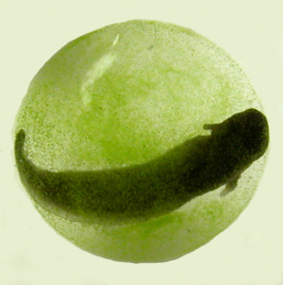 zöld gőteembrió